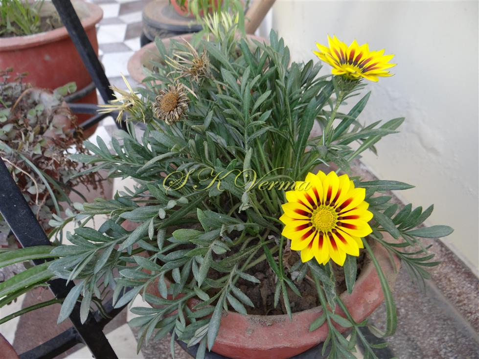  Plants bearing capitula